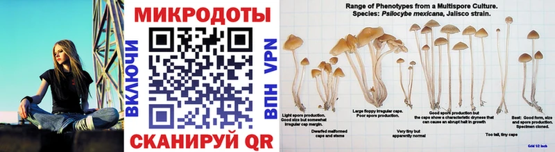 Псилоцибиновые грибы GOLDEN TEACHER  Купить  Кашира 